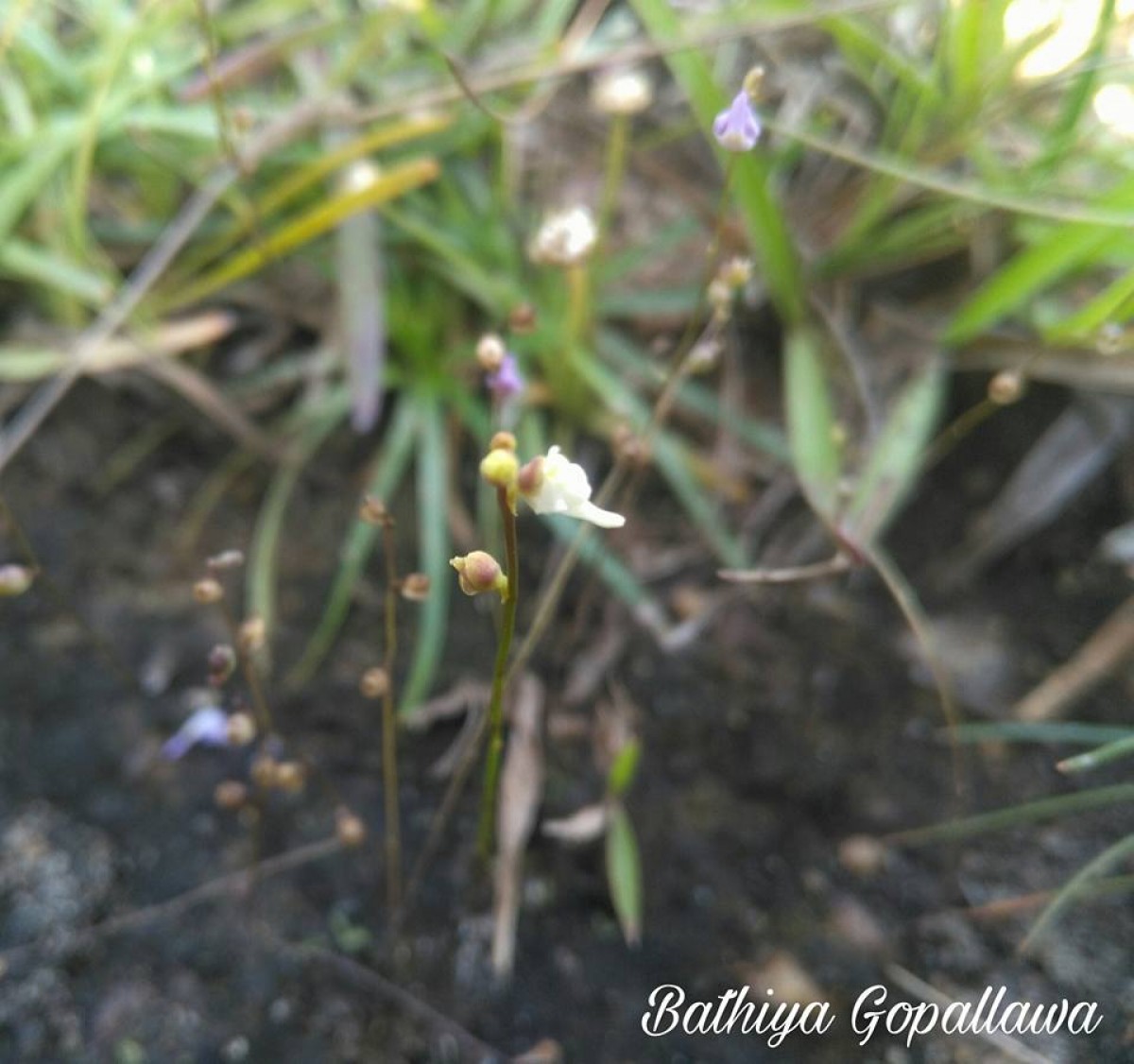 Utricularia caerulea L.